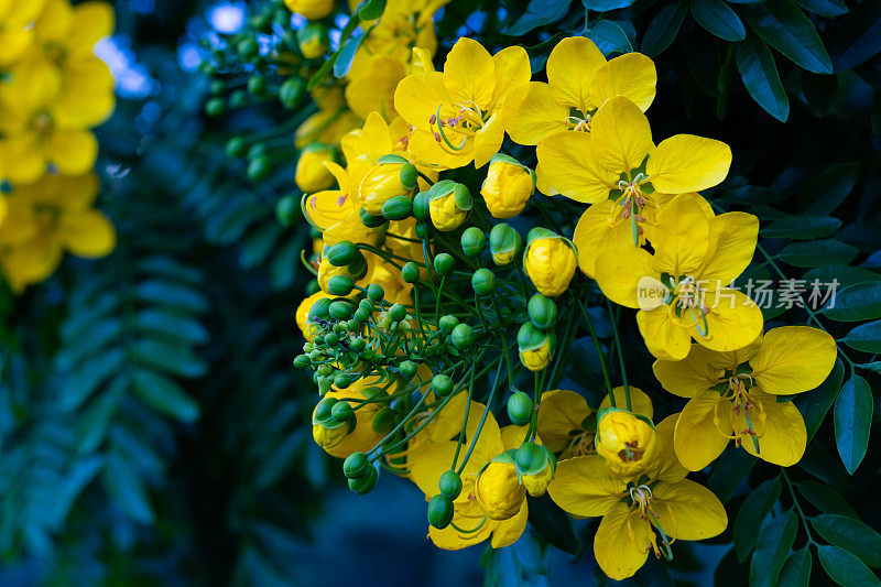 Yellow flowers in Faxinal do Céu, municipality of Pinhão, state of Paraná, Brazil: 2023;